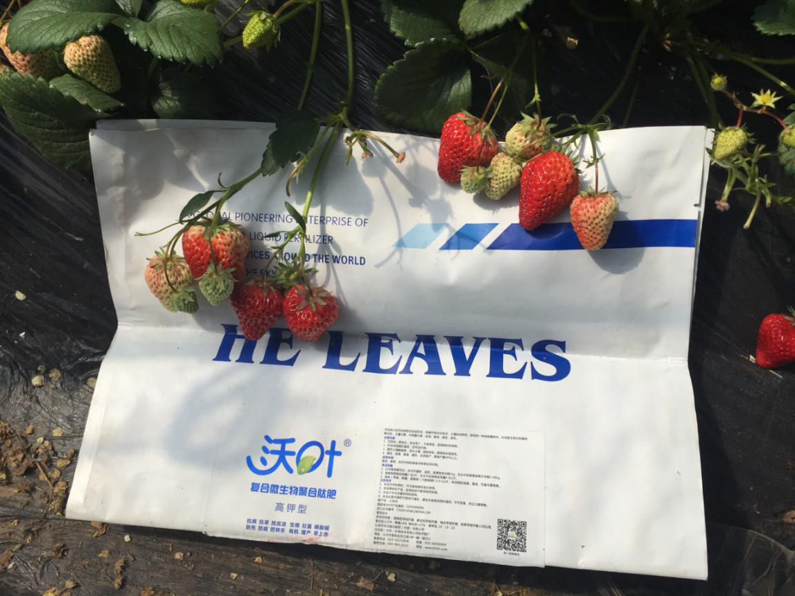 草莓种植如何解决这些问题？