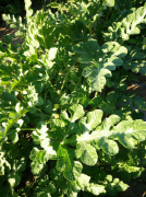 西瓜专用肥施肥方案-沃叶篇
