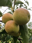 枣树专用肥施肥方案-沃叶篇