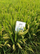 水稻叶面肥施肥方案-沃叶篇