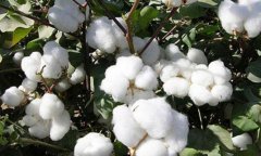 棉花专用肥施肥方案-沃叶篇