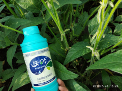 大豆施肥技术营养方案-沃叶篇